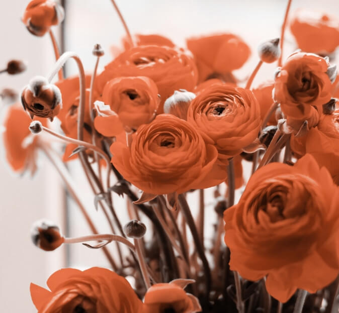 Flower Image