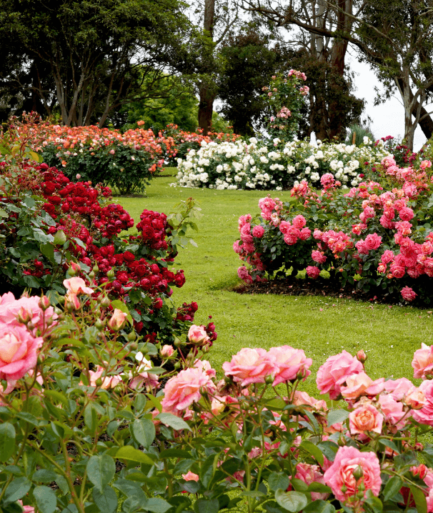 Flower Image
