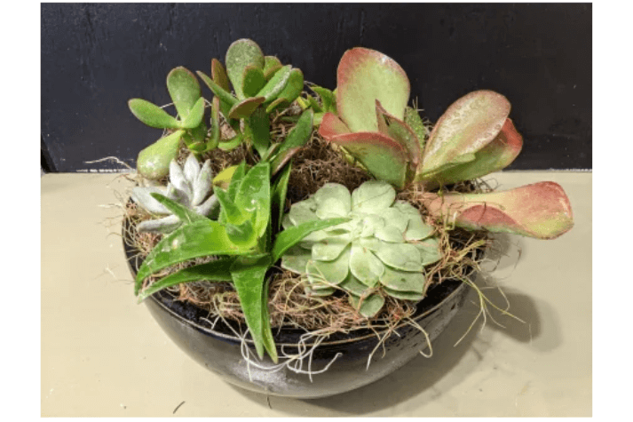 ../upload/62c4eSucculent-Garden.png